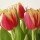 Tulipani a Corte Tulipani a Corte